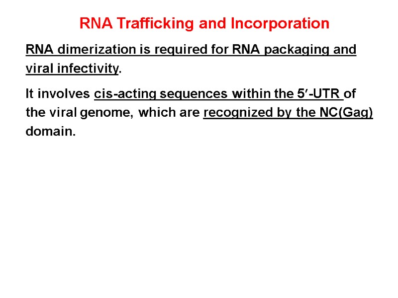 RNA Trafficking and Incorporation RNA dimerization is required for RNA packaging and viral infectivity.